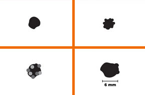 evolution of asymmetry, borders, colors, or diameter